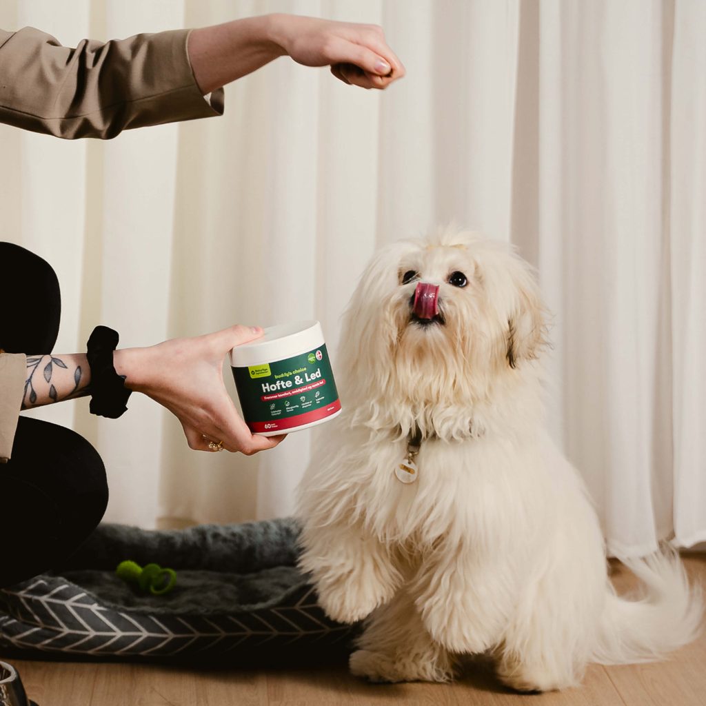 Hvid, langhåret hund på bagbenene slikker sig, person viser krukke med kosttilskud til hofte og led