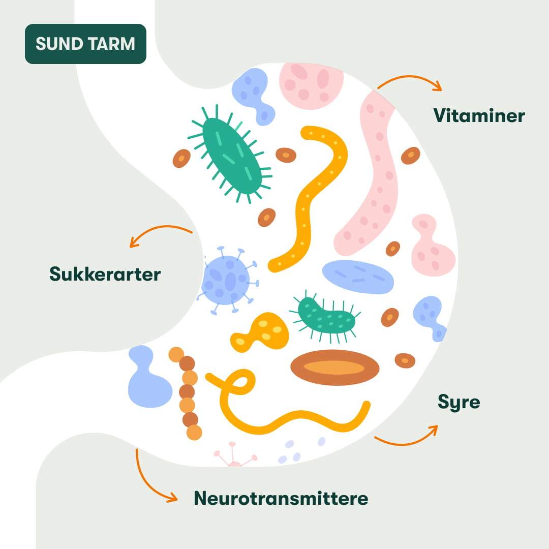 Sund tarm med farverige mikrober og pile der viser vitaminer, syrer, sukkerarter og neurotransmittere