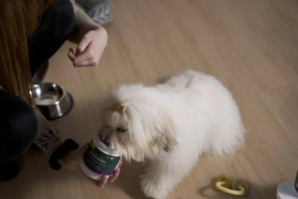 Lille hvid hund med sløjfe snuser i en bøtte probiotika, ejer holder beholderen