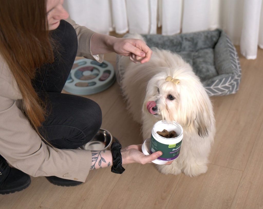 Hvid, langhåret hund med sløjfe får probiotika-godbid fra åben bøtte