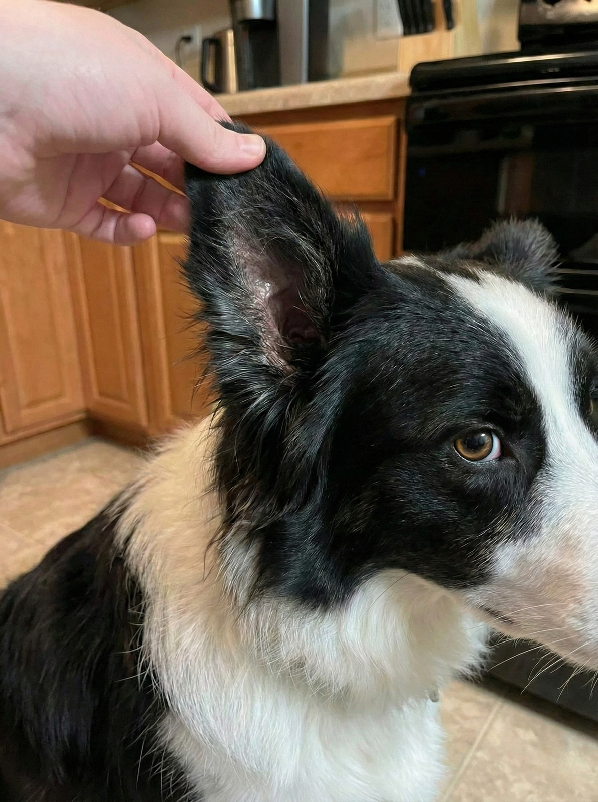 Border Collie med hånd der løfter et fedtet øre med blank inderside
