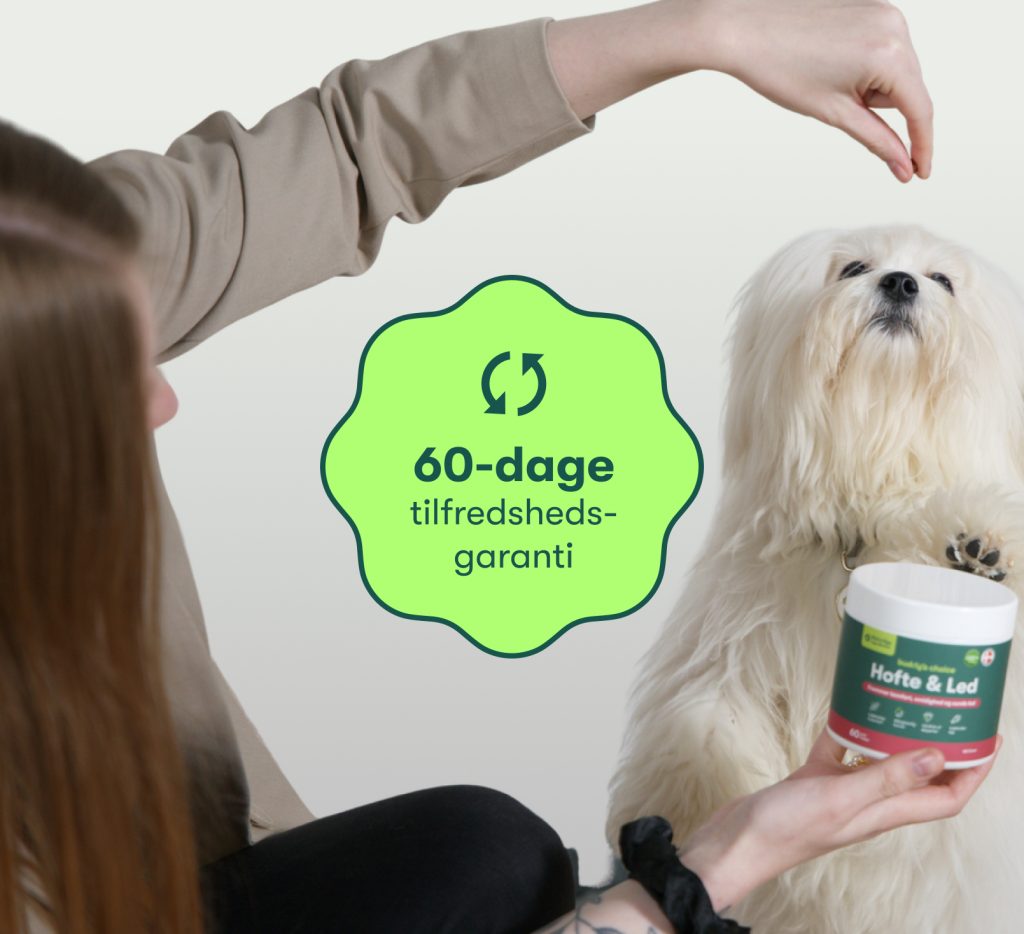 Hvid fluffy hund når op til person, der holder kosttilskud Hofte & Led med grønt 60-dage tilfredshedsgaranti-badge.