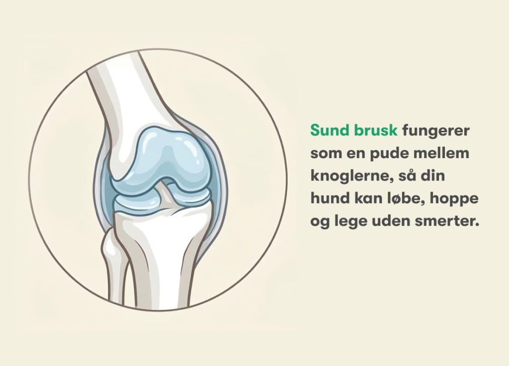 Illustration af sund brusk i hundens knæled – en stødabsorberende pude mellem knoglerne
