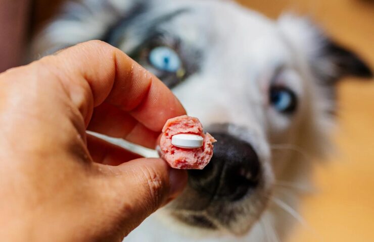 Hånd holder kødstrimmel med pille skjult i kødet foran nysgerrig hund med blå øjne