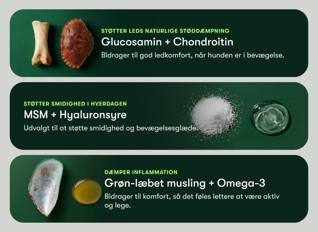 Tre grønne paneler med ledtilskudsingredienser: glucosamin/chondroitin, MSM/hyaluronsyre og grøn-læbet musling med omega-3