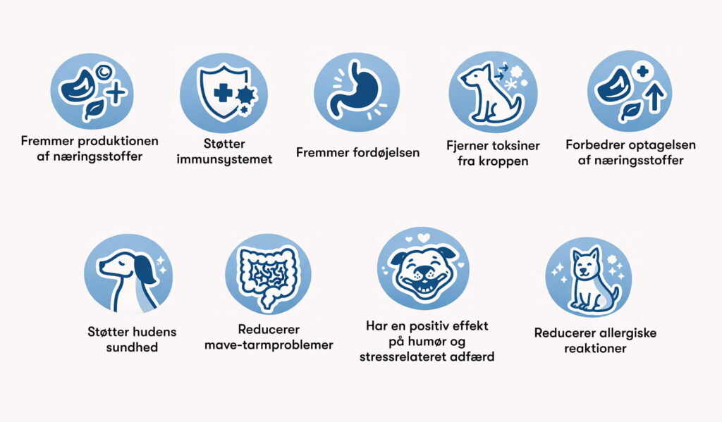 Ikoner: probiotikas fordele for hunde – bedre fordøjelse, styrket immunforsvar, bedre hud og mindre tarmproblemer