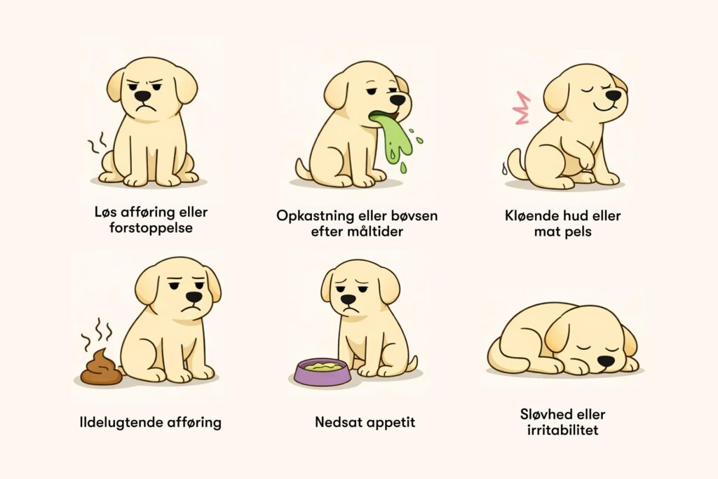 Hundesymptomer ved dårlig tarmflora: løs afføring/forstoppelse, opkast, kløe, ildelugtende afføring, nedsat appetit, sløvhed