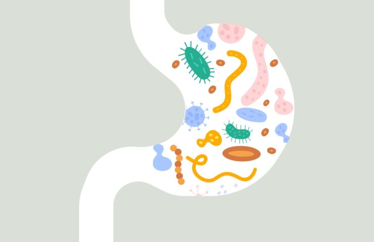 Illustration af hundes tarmflora med farverige bakterier og mikroorganismer i tarmen