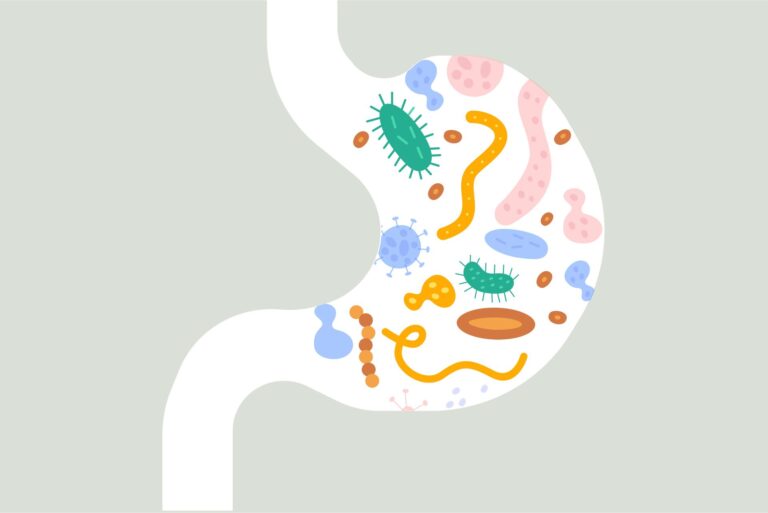 Illustration af hundes tarmflora med farverige bakterier og mikroorganismer i tarmen