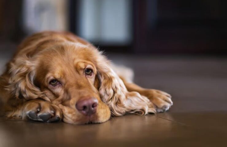 Trist langhåret gylden hund ligger med hovedet på poten på trægulv