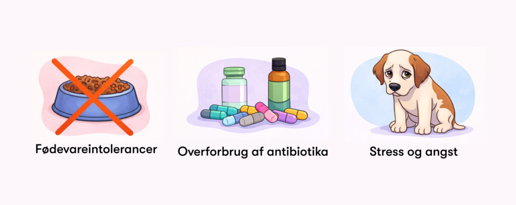 Tre illustrationer: krydset foderskål, antibiotikapiller og trist hund, der viser årsager til maveproblemer hos hunde