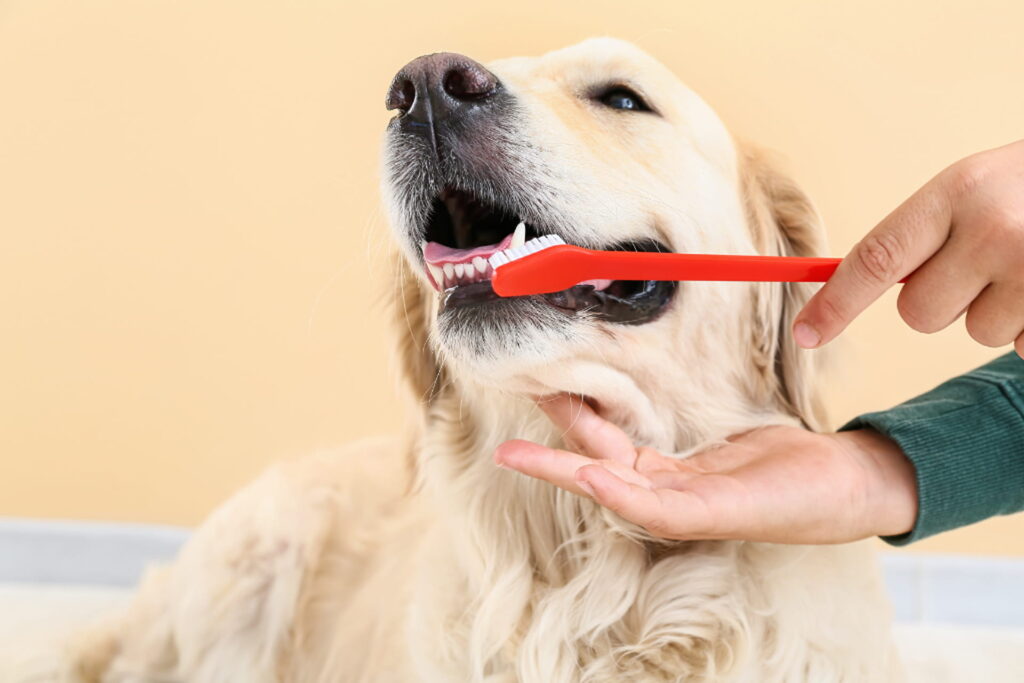 Golden retriever får børstet tænder med rød tandbørste, ejer holder kæben