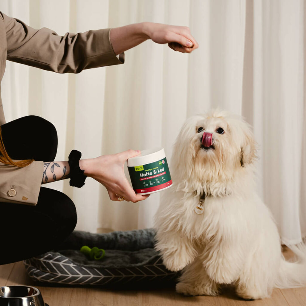 Lille fluffy hvid hund står på bagben og slikker sig, ejer holder krukke med hofte- og ledsupplement
