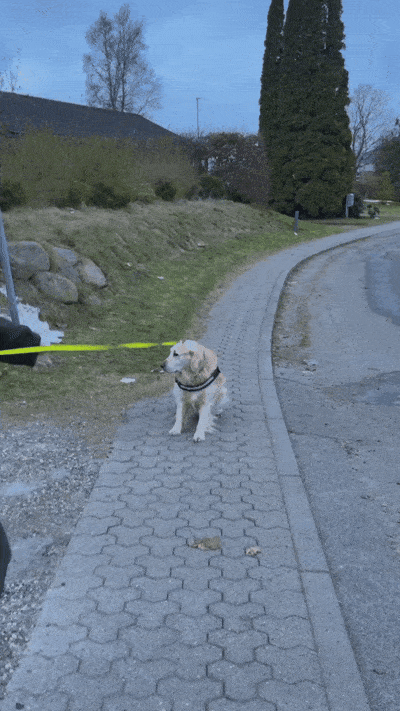 Siddende golden retriever i sele på fortov, holdt i lys gul snor ved en buet vej i skumring