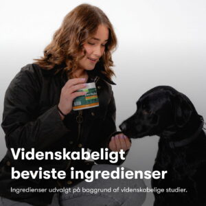 Päivittäinen