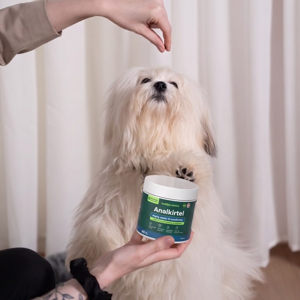 Langhåret hvid hund sidder på bagben, løfter pote mod en hånd, person holder en bæger med tekst Analkirtel.