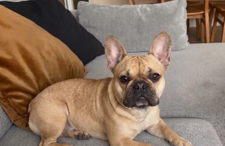 Fransk bulldog med fawn pels og opmærksomme ører på grå sofa med puder og træstole i baggrunden