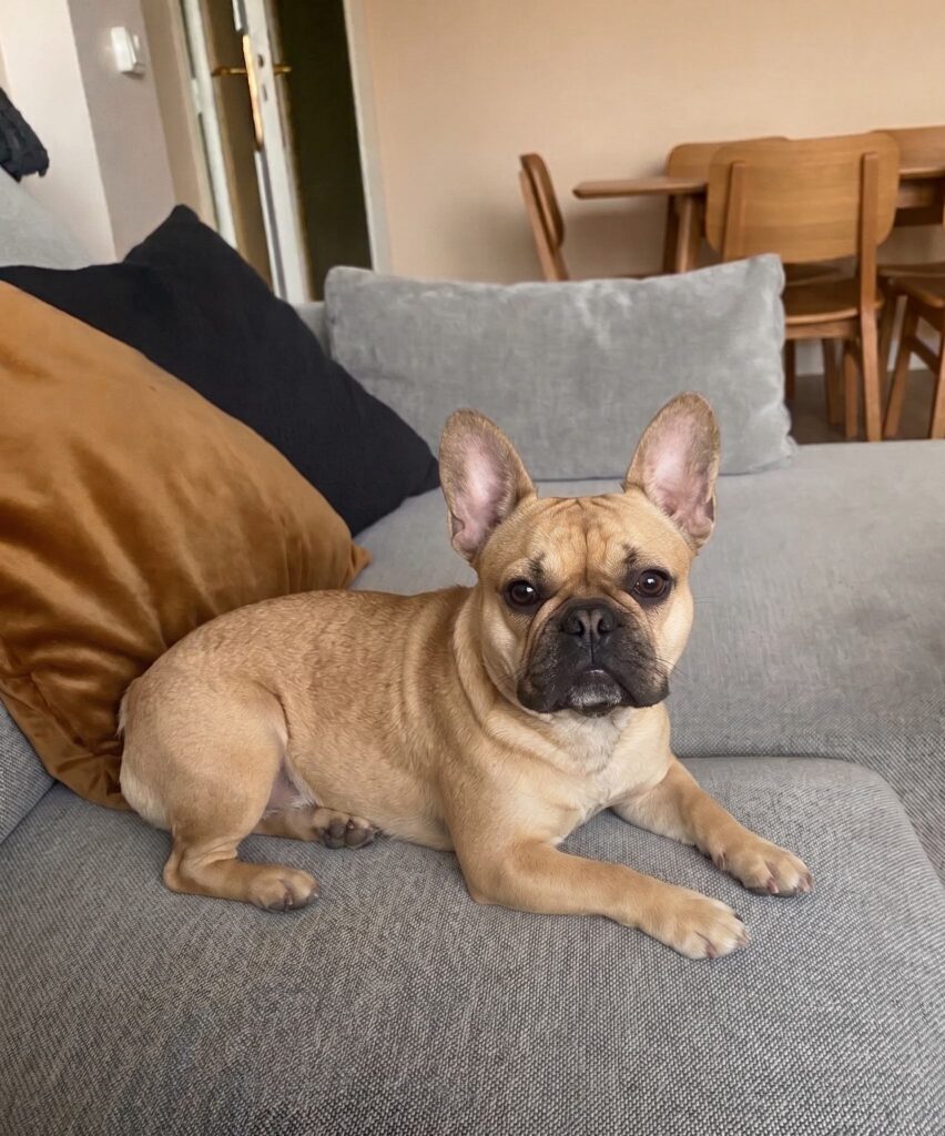 Fransk bulldog med fawn pels og opmærksomme ører på grå sofa med puder og træstole i baggrunden
