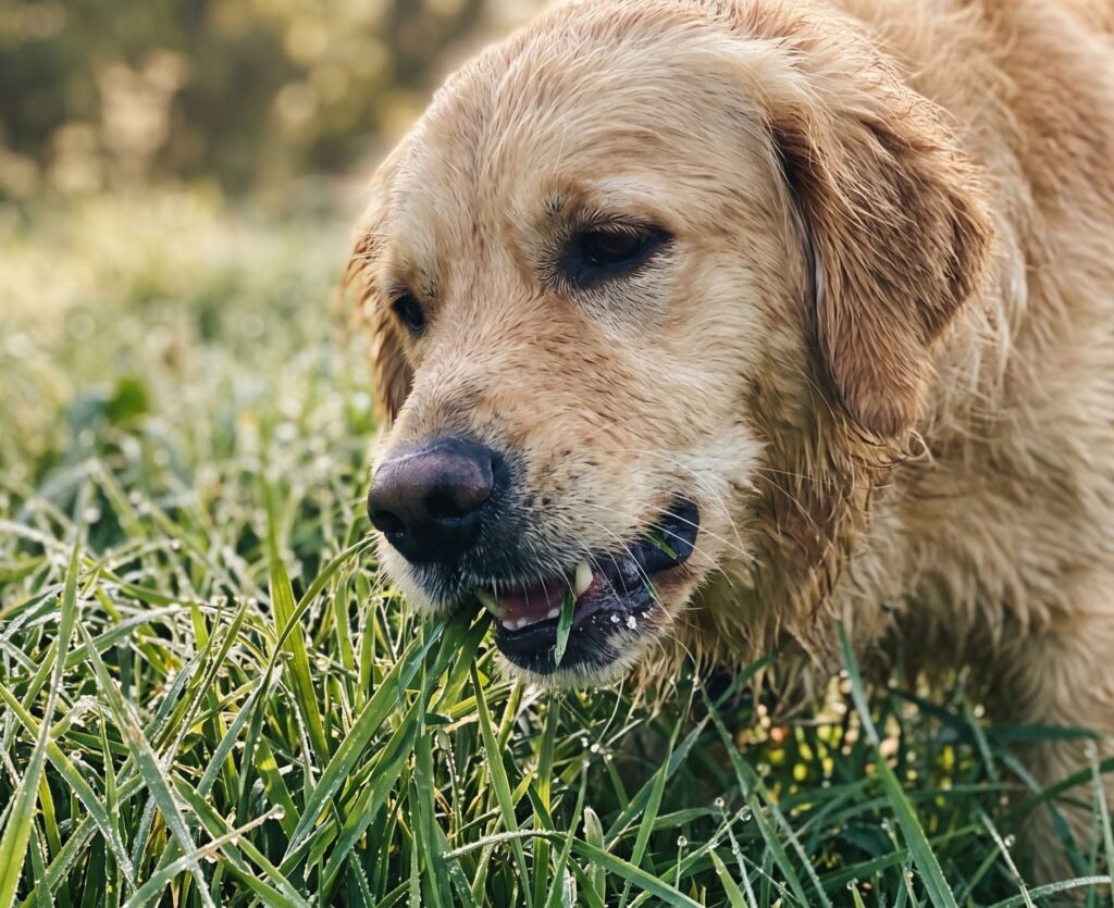 Golden retriever tygger dugvåd græs i morgensol