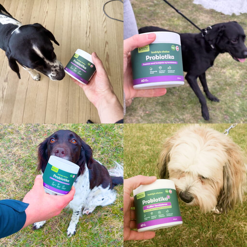 Probiotika til hunde: person viser beholder mens flere hunde snuser nysgerrigt