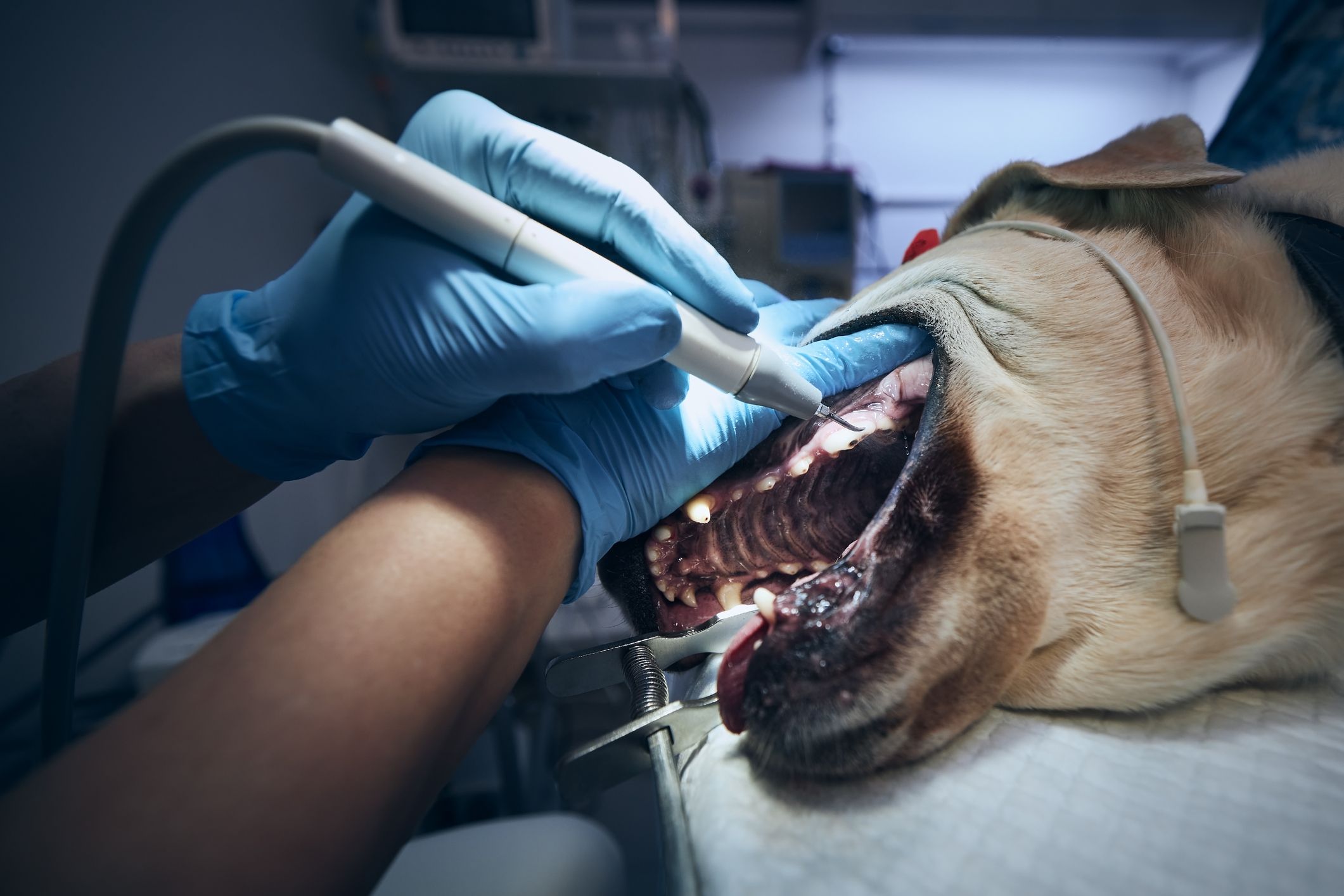 Hund hos dyrlæge under professionel tandrensning, blå handsker og ultralydsinstrument