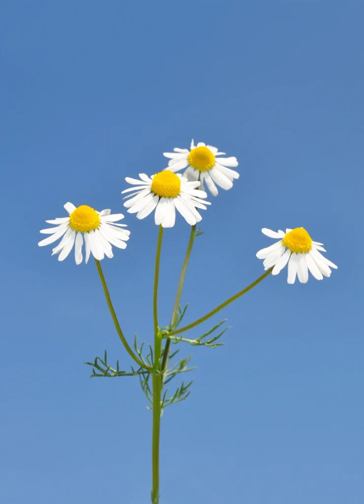 Hvide kamilleblomster med gule centre på tynde grønne stilke mod klar blå himmel