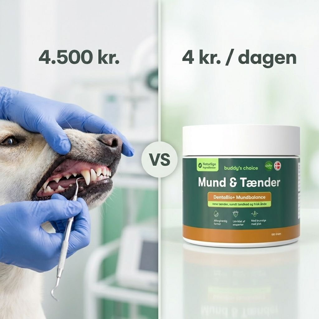 Sammenligning: hund får tandrens hos dyrlæge 4.500 kr. vs mund- og tændepulver 4 kr./dag
