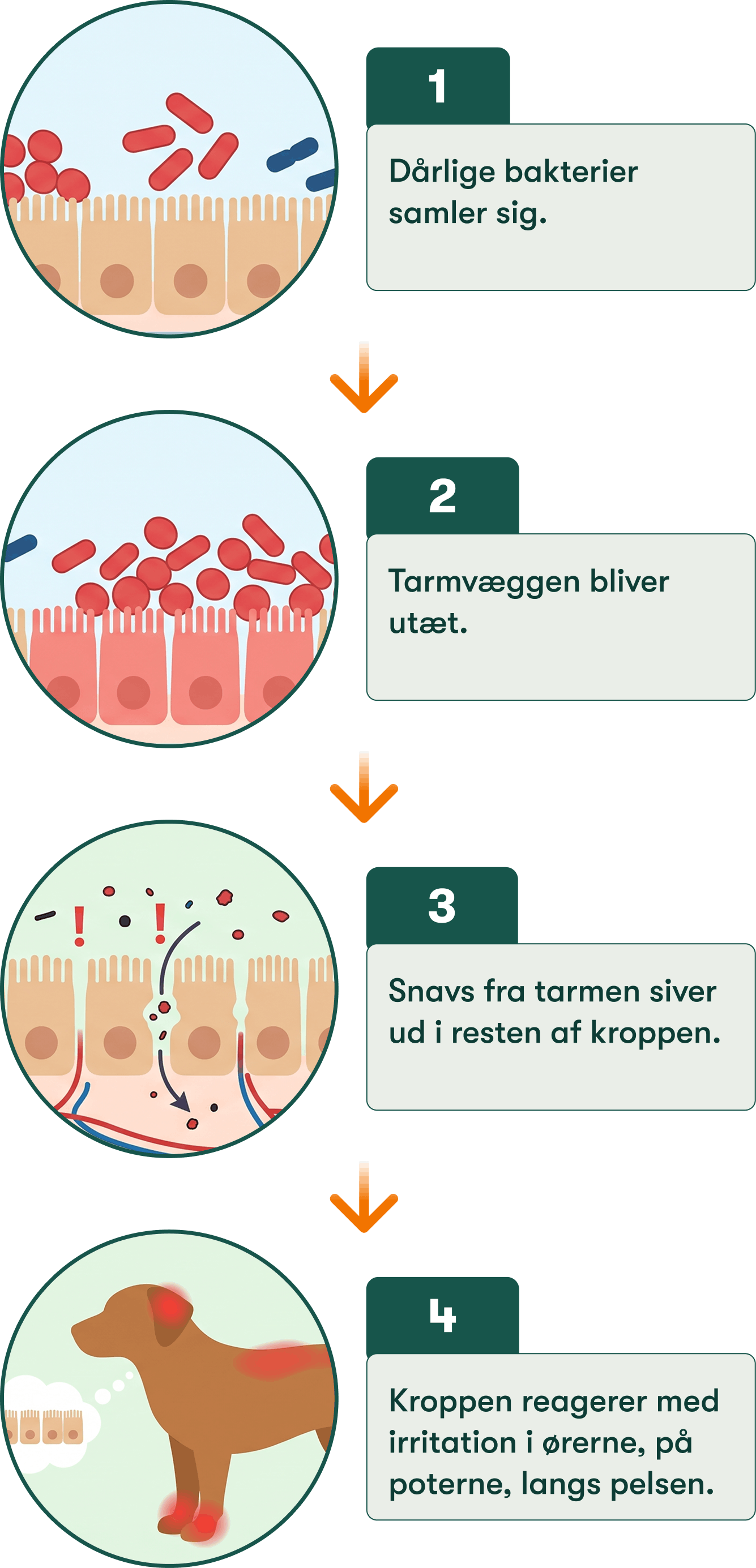 Fire-trins forklaring: dårlige bakterier samler sig, tarmvæg bliver utæt, toksiner siver ud og forårsager hud- og øreirritati
