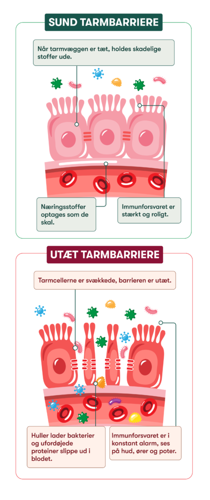 Sund og utæt tarmbarriere: tætte tarmslimceller holder bakterier ude; huller lader bakterier trænge ind i blodet