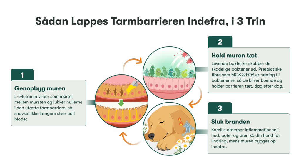 3-trins illustration: genopbyg tarmvæg med L‑glutamin, gode bakterier holder barrieren, kamille beroliger hunden