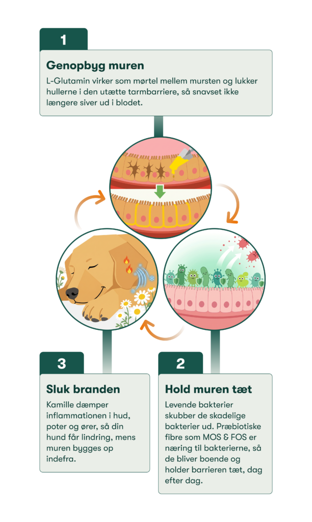 Genopbygning af tarmbarriere: tæt cellelag, gavnlige bakterier og afslappet hund