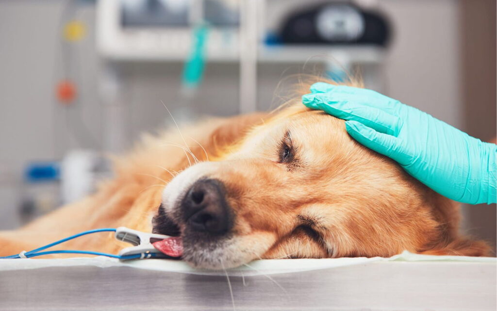 Bedøvet golden retriever på operationsbord med dyrlægehandske på hovedet og pulsoximeterklips på tungen