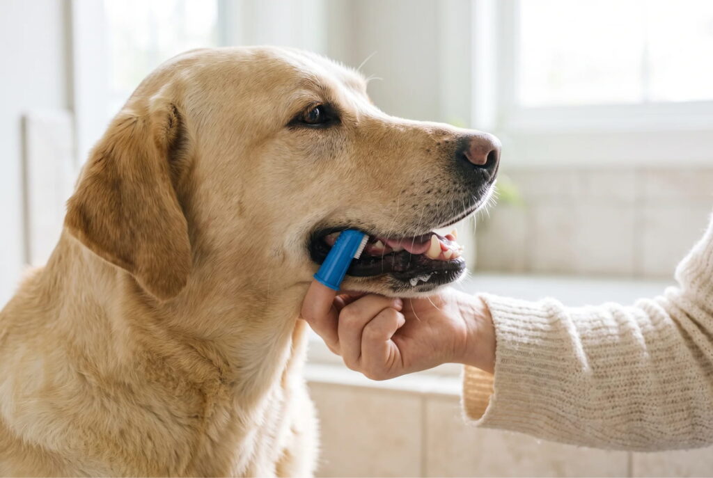 Labrador får børstet tænder med blå finger-tandbørste af ejer