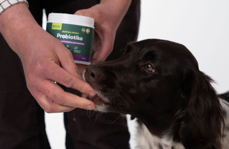 Person fodrer hund med probiotika fra en bøtte