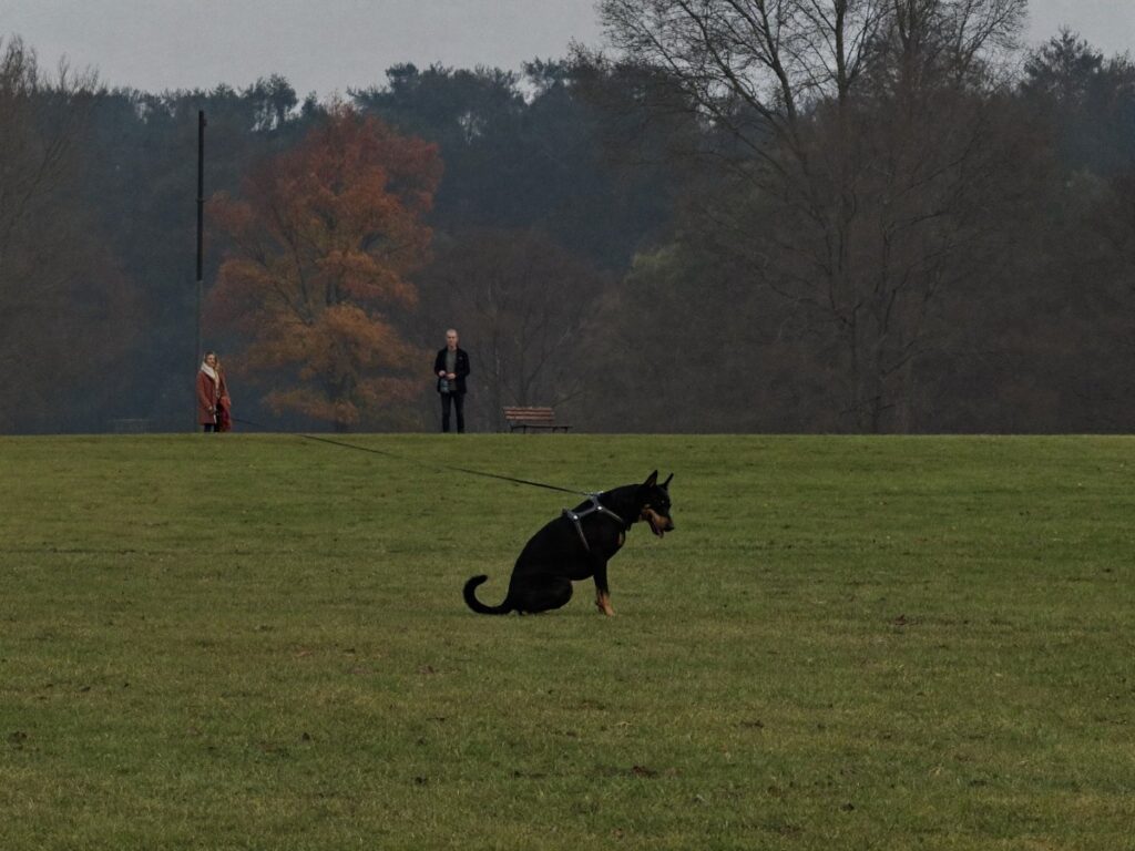 Hund der har affoering i parken mens ejeren venter med snoren