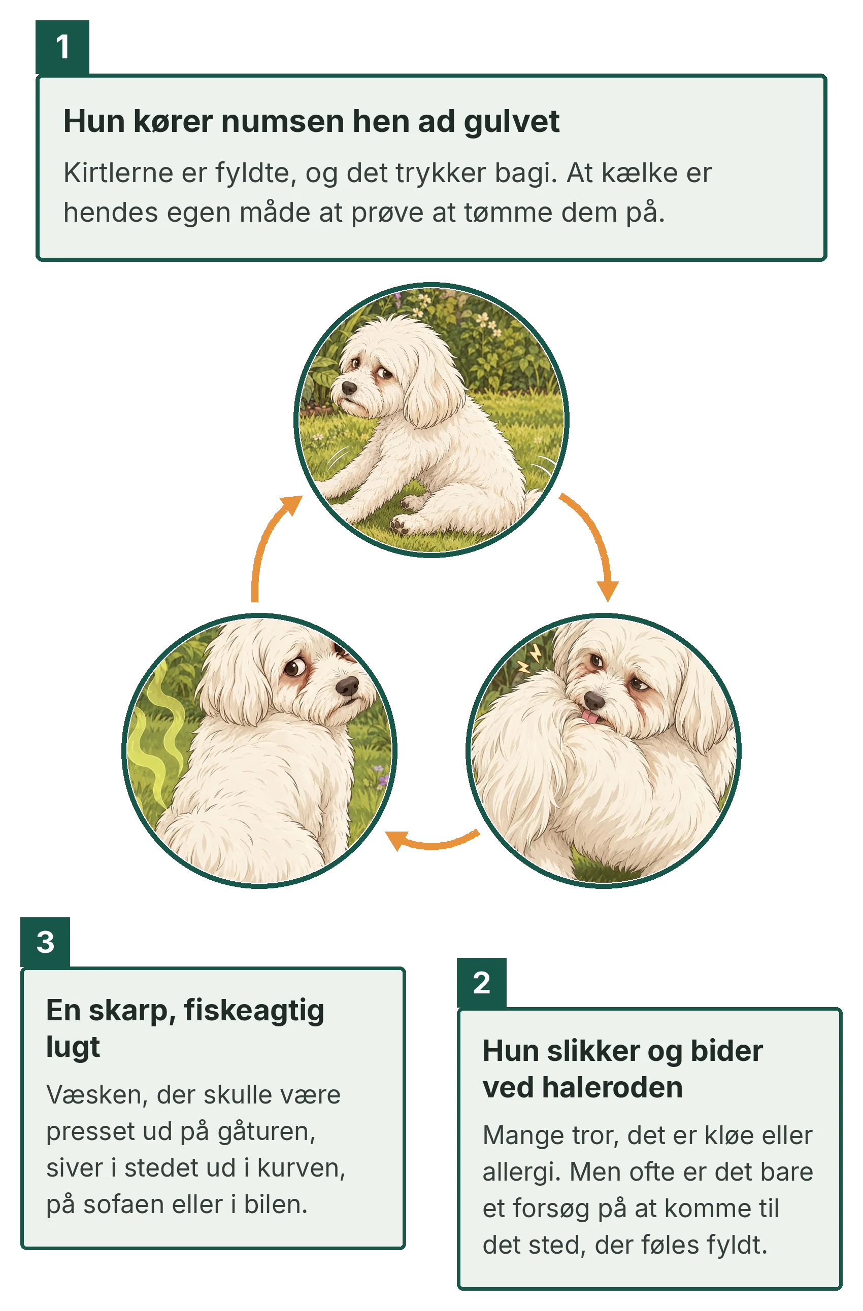 Hvid hund skubber numsen hen ad gulvet; tre cirkulære illustrationer viser hende sidde, slikke og bide ved haleroden