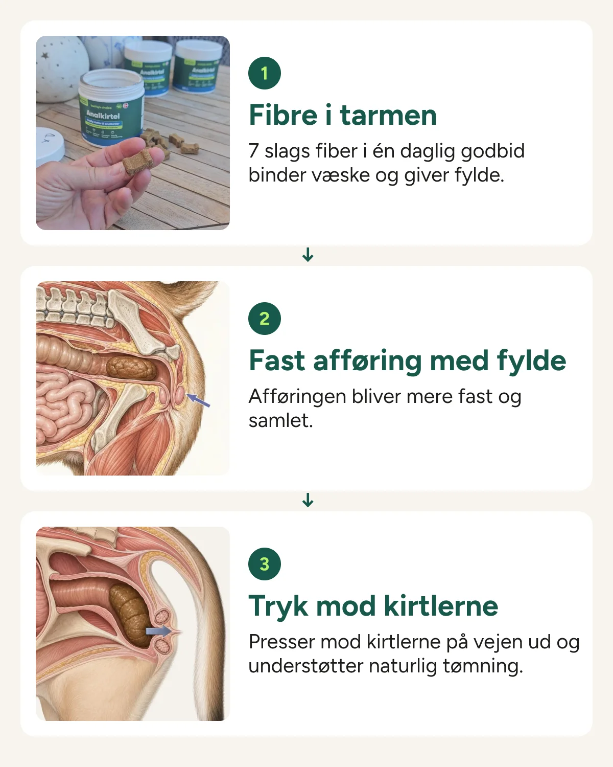 Fiber-tricket i 3 trin: fibre i tarmen, fast afføring med fylde, tryk mod kirtlerne