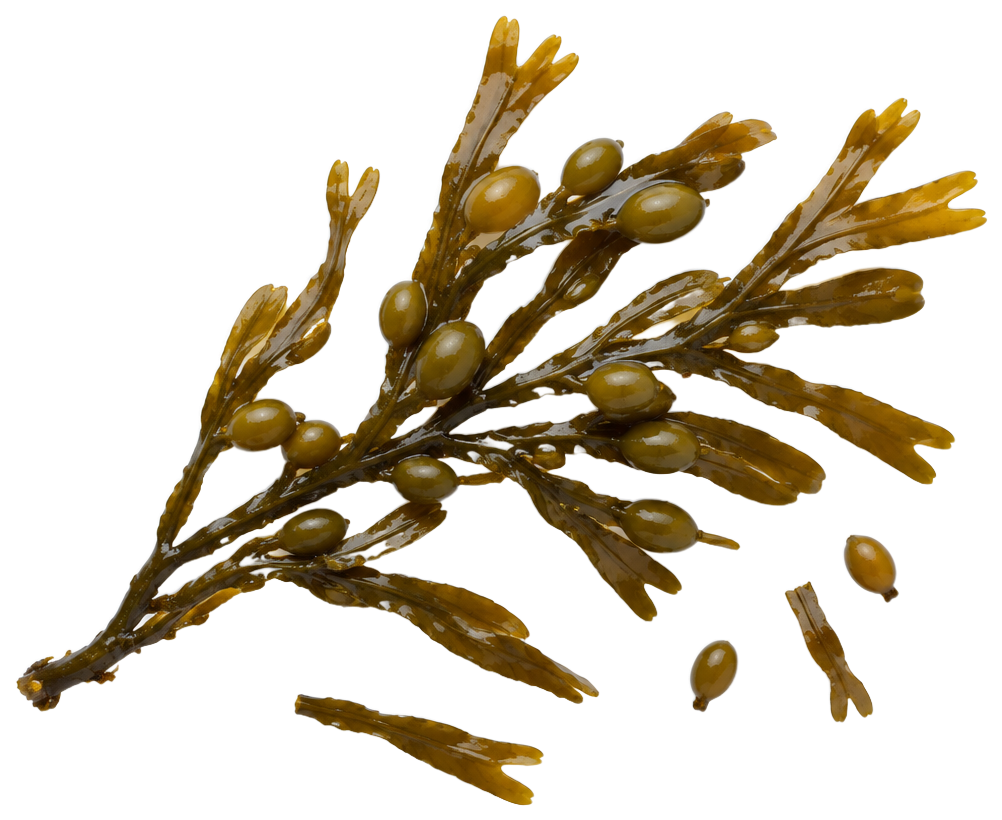 Brunalgen Ascophyllum nodosum