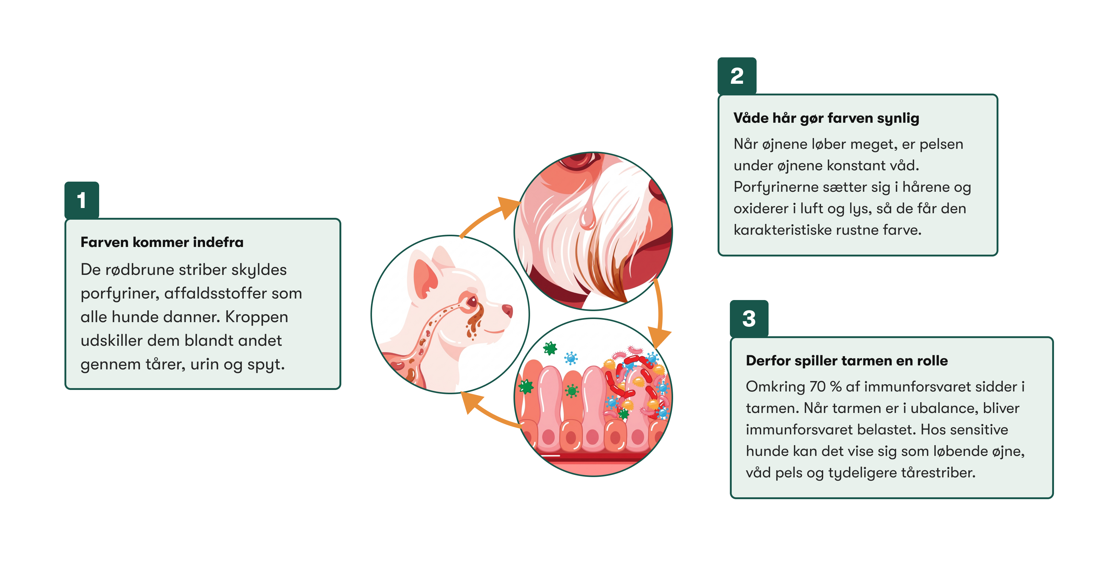 Illustration: porfyriner udskilles indefra, våd pels gør farven synlig, og tarmen spiller en rolle