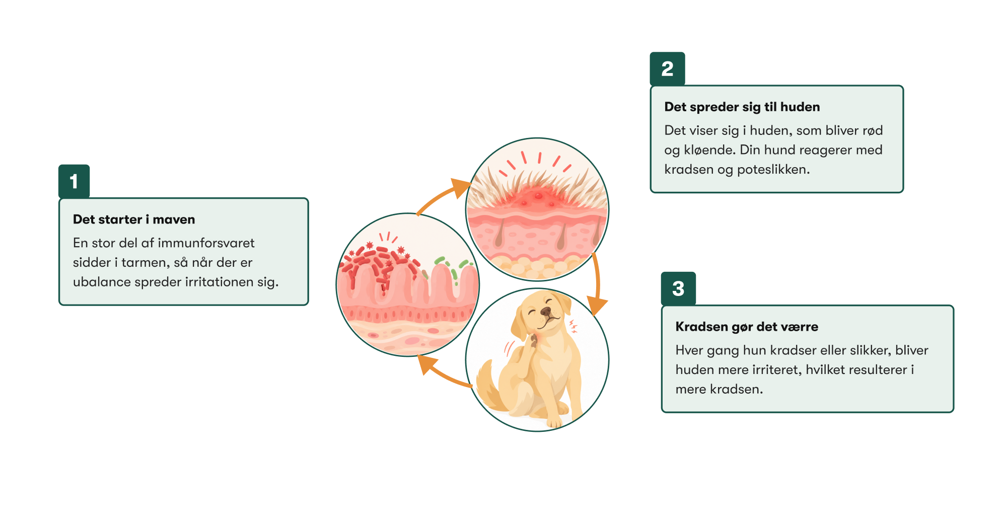 Tarm-Hud Forbindelsen: det starter i maven, det spreder sig til huden, kradsen gør det værre