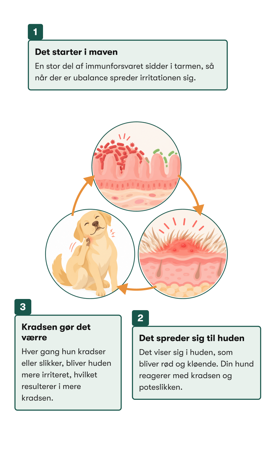 Tarm-Hud Forbindelsen: det starter i maven, det spreder sig til huden, kradsen gør det værre
