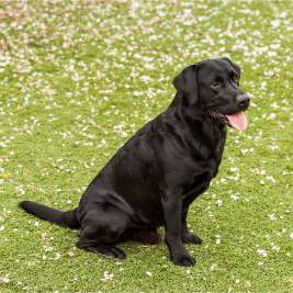 Sort labrador sidder på græs med tungen ude, kigger til højre blandt små hvide blomsterblade