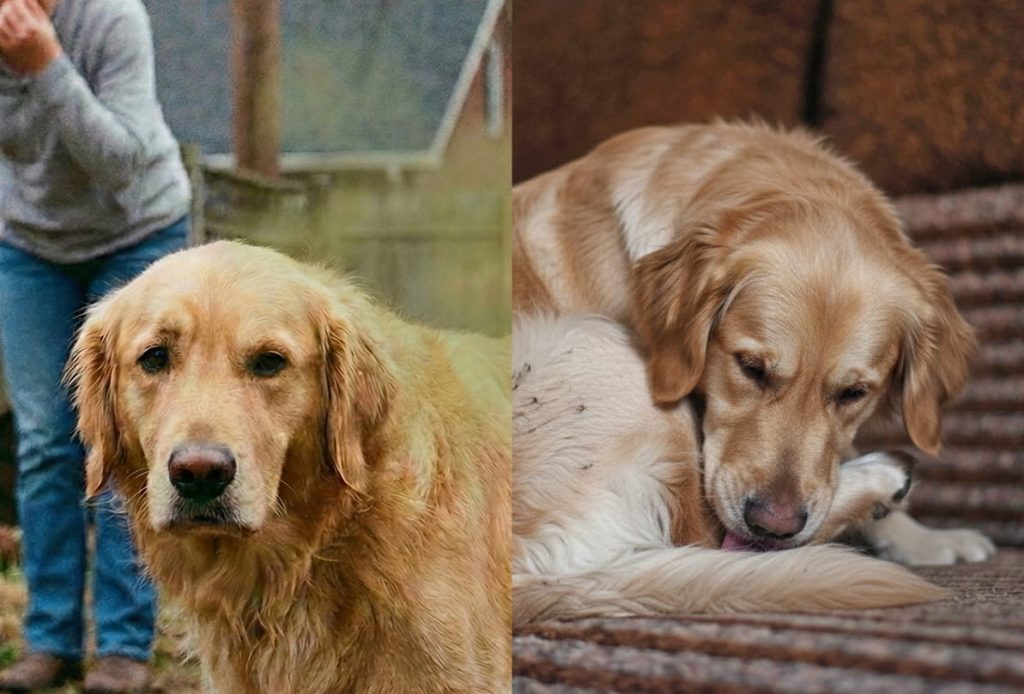 To golden retrievere: en ældre hund udendørs og en anden liggende på sofaen, der slikker sin hale