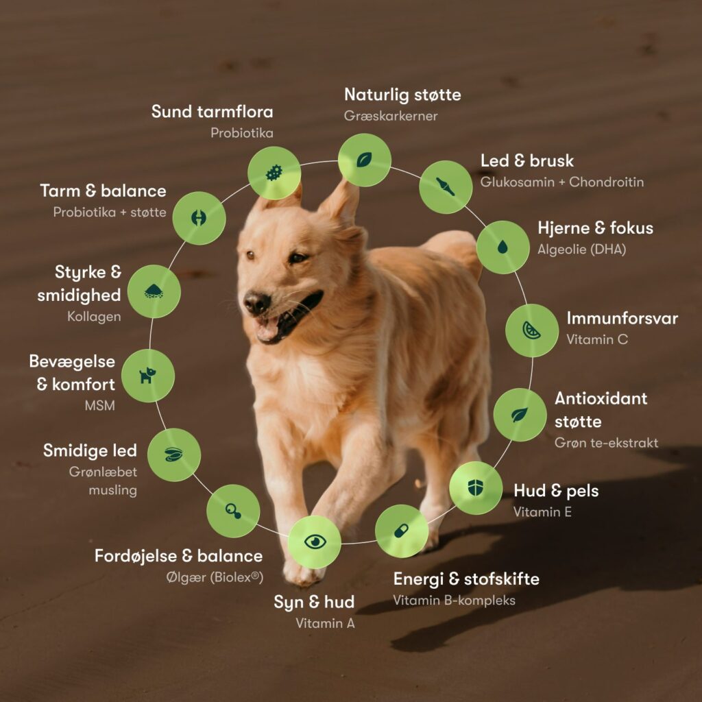 Golden retriever løbende på strand omgivet af cirkulær infografik om hundes sundhed og kosttilskud
