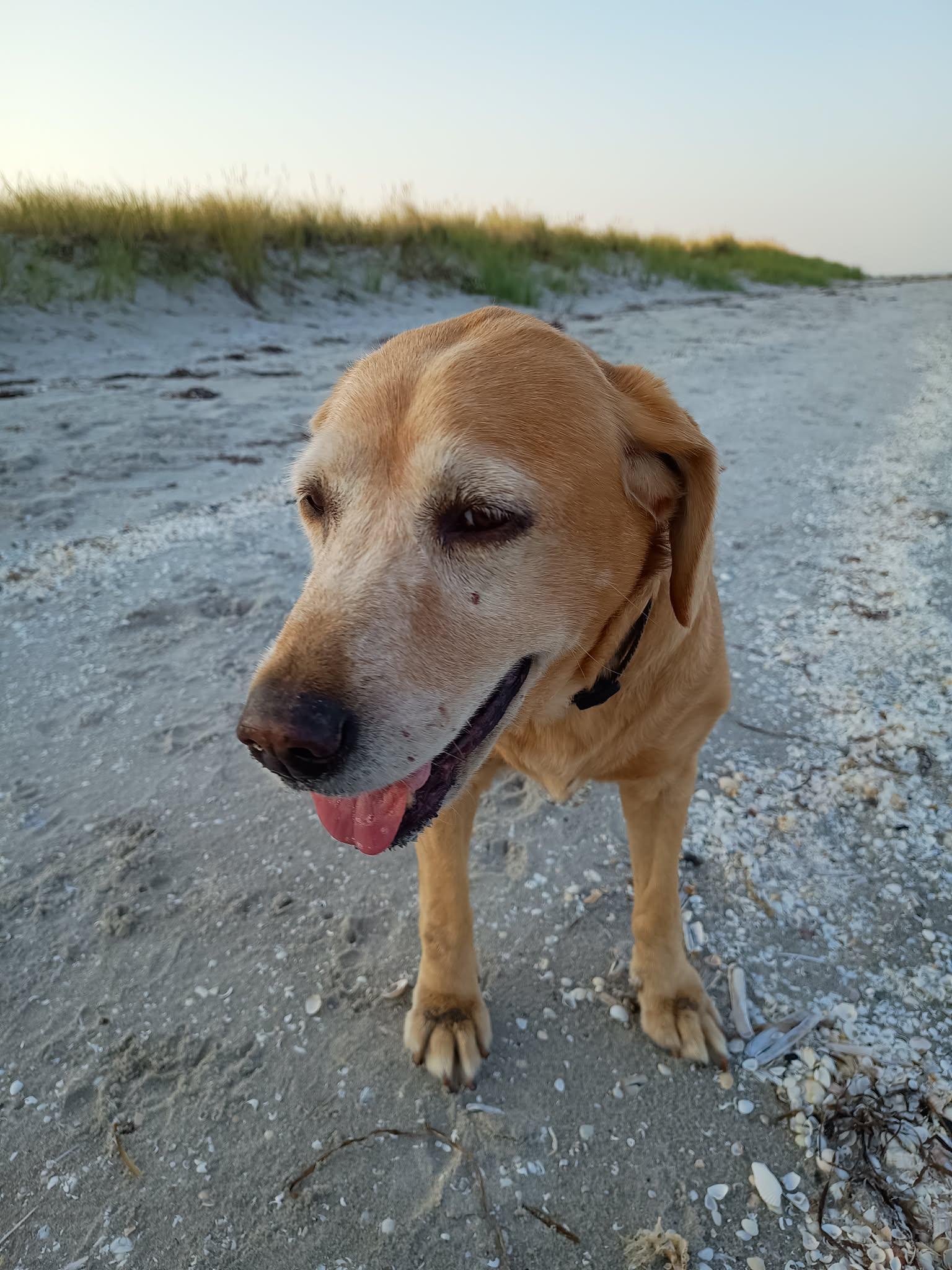 Gylden labrador med tungen ude på sandstrand foran klitgræs.