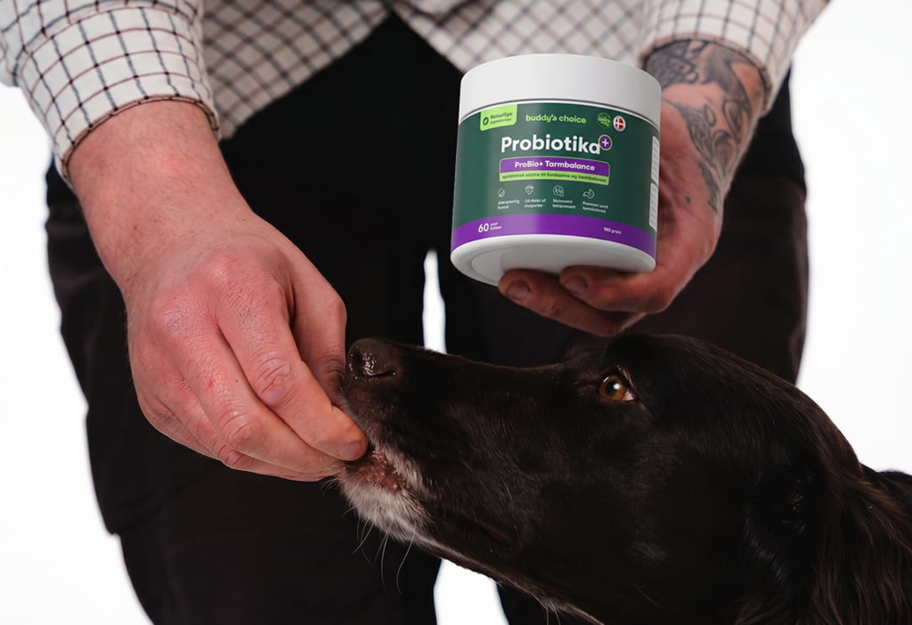 Person holder probiotika-bøtte til hund og giver den en godbid