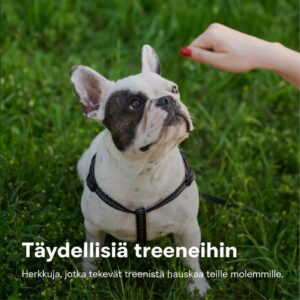 Buddy's Treats -herkut